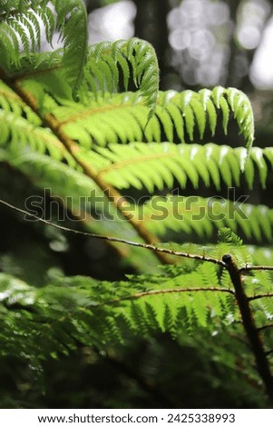 Rain forest in New Zealand Royalty-Free Stock Photo #2425338993
