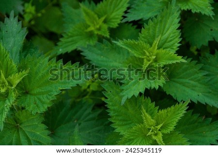 Urtice Medicinal green leaves full screen background with details