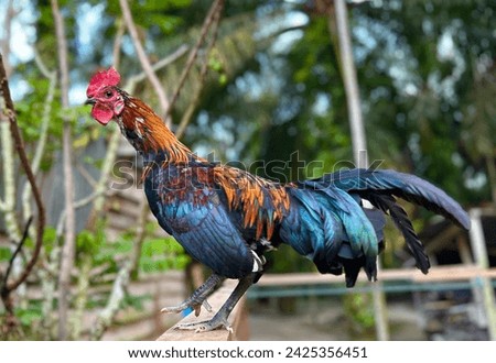 The rooster is looking for his friend