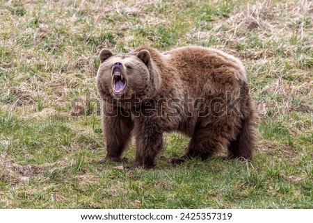 a roaring brown bear in a meadow