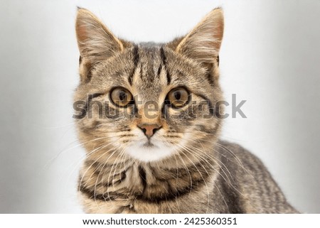 portrait of a cute and noble cat, Studio portrait of a sitting tabby cat looking forward against a white backdground	 Royalty-Free Stock Photo #2425360351