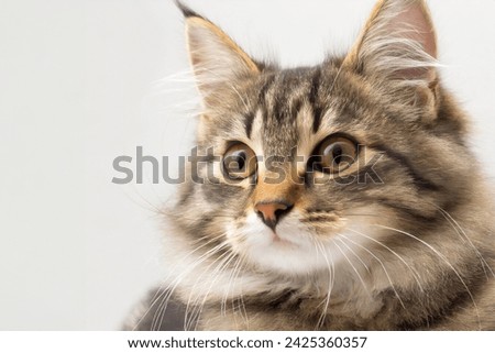 portrait of a cute and noble cat, Studio portrait of a sitting tabby cat looking forward against a white backdground	 Royalty-Free Stock Photo #2425360357
