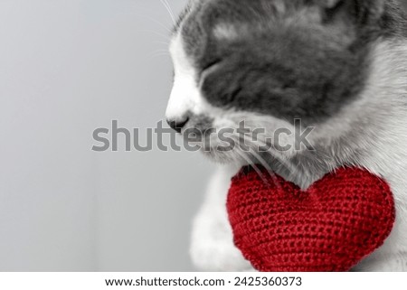 Red knitted heart in the paws of a cat. a gray and black fluffy cat for Valentine's Day or postcard. Textured background with a cat. copy space. valentine's day, lovers day, love concept Royalty-Free Stock Photo #2425360373