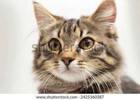 portrait of a cute and noble cat, Studio portrait of a sitting tabby cat looking forward against a white backdground	 Royalty-Free Stock Photo #2425360387