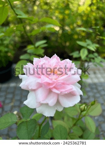Single pink rose in garden, vertical image with space above