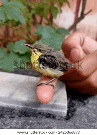 baby humming bird picture in hand with green leaves in background