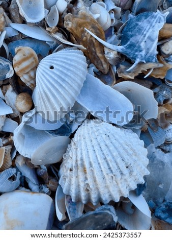 A close up picture of sea shells. Variety seashell with different texture, color and shape.