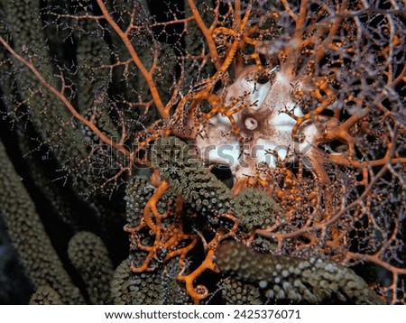 Euryalida are an order of brittle stars,which includes large species with either branching arms,basket stars or long and curling arms,snake stars Royalty-Free Stock Photo #2425376071