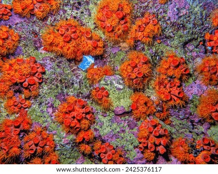 Orange cup coral,Tubastraea coccinea,belongs to a group of corals known as large-polyp stony corals Royalty-Free Stock Photo #2425376117