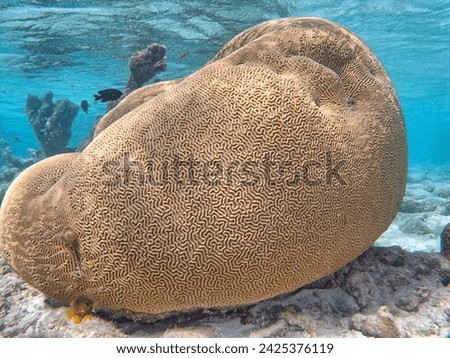 Astreopora is a genus of stony corals in the Acroporidae family. Members of the genus are commonly known as star corals Royalty-Free Stock Photo #2425376119