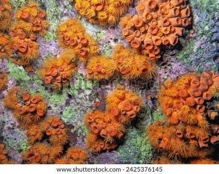 Orange cup coral,Tubastraea coccinea,belongs to a group of corals known as large-polyp stony corals Royalty-Free Stock Photo #2425376145