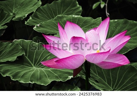 The lotus flower is a symbol of purity, enlightenment, and spiritual awakening. Learn about the significance and beauty of the lotus flower in various cultures and explore its various meanings and sym