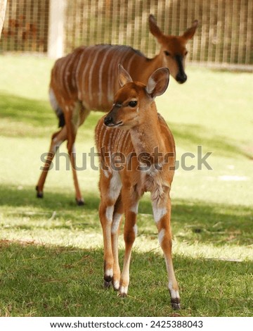 The lowland nyala or simply nyala is a spiral-horned antelope native to southern Africa