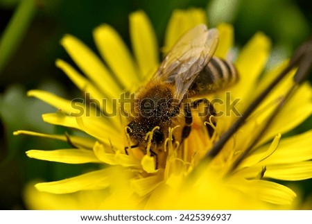 Wonderful picture of a busy bee 