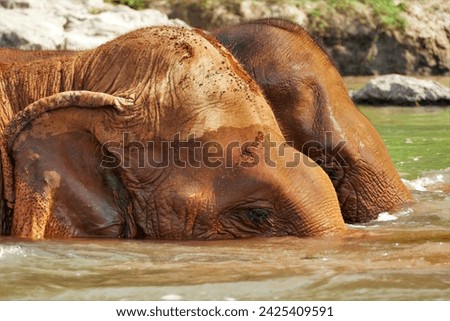 Educational Elephant Sanctuary in Thailand
