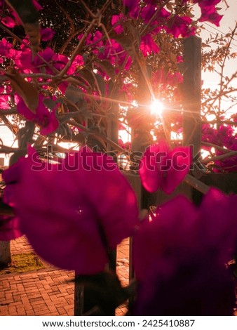 Sunset over pink petals in Colombia