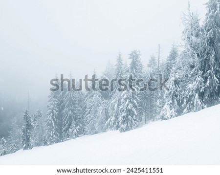 Winter landscape with snow-covered trees and fog in the Carpathian mountains