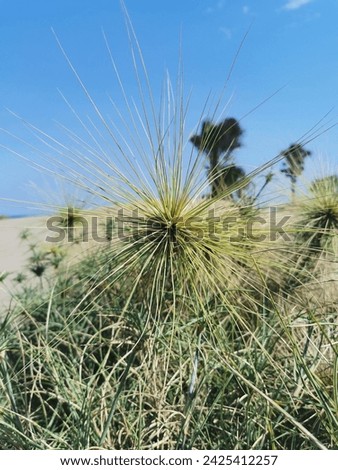 Thriving weeds in the desert near the beach