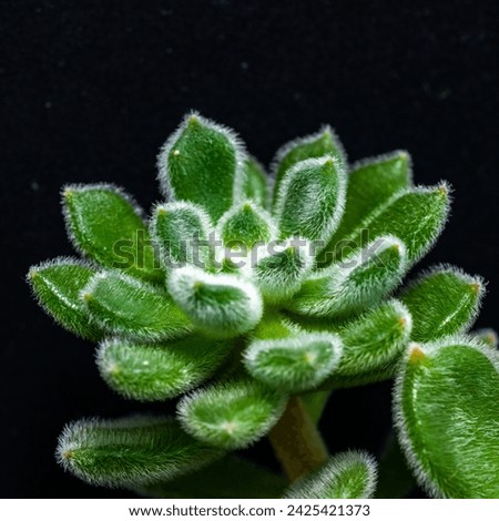 Close-up, succulent leaves of a succulent plant (Echeveria sp.) in a botanical collection Royalty-Free Stock Photo #2425421373