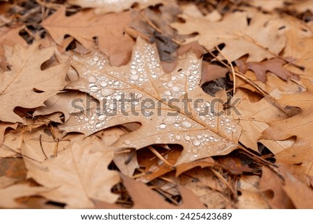 Close up of oak tree leaf in water drops in forest. Wet autumn, rain drops on leaves