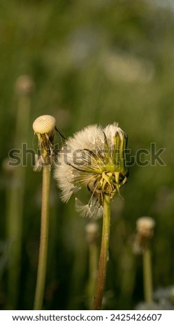 Field dandelion, fluffy plant on a green meadow