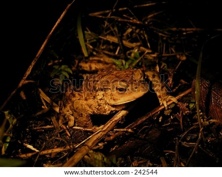 toad at night  on toad migration