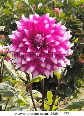 Bangladesh navy Botanical garden flowers pictures,
