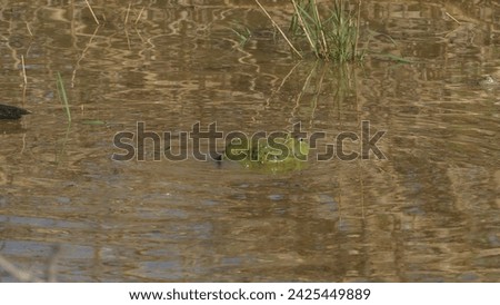 Erindi Private Game Reserve in Namibia : South African giant bullfrog Pyxicephalus adspersus in a pond - lone male croaking and blown up Royalty-Free Stock Photo #2425449889