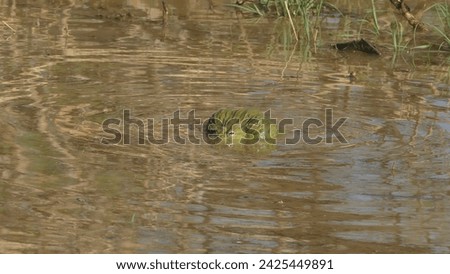 Erindi Private Game Reserve in Namibia : South African giant bullfrog Pyxicephalus adspersus in a pond - lone male croaking and blown up Royalty-Free Stock Photo #2425449891