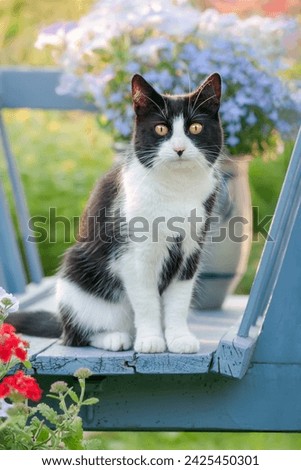 Adorable European Shorthair cat, tuxedo pattern black and white bicolor, sitting amidst colorful flowers in an old blue wooden cart Royalty-Free Stock Photo #2425450301