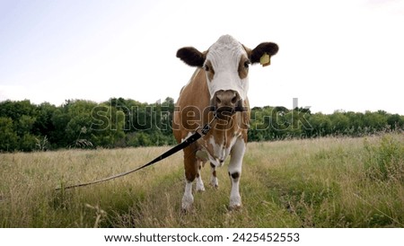 A beautiful red cow eats grass in a meadow against a background of green trees. Red and white cows graze in a meadow in the forest on a sunny day. Cow pasture in a clearing.