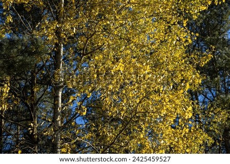 Autumn forest with trees during leaf fall, leaf fall in autumn in a mixed forest