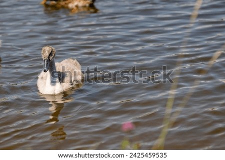 grey chicks of the white sibilant swan with grey down, young small swans with adult swans parents Royalty-Free Stock Photo #2425459535