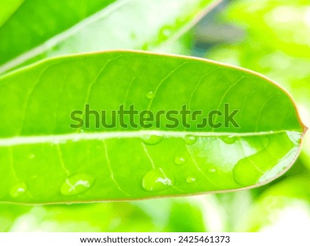 Macro photography of natural green leaf in the garden for background, wallpaper and backdrop.