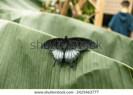 Photo of an exotic species of butterfly with outstretched wings resting on a banana leaf. Tropical butterfly, beautiful species of butterfly, spread wings, banana leaf, top view butterfly