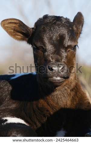 Funny calf cow face closeup for baby animal portrait on farm. Royalty-Free Stock Photo #2425464663