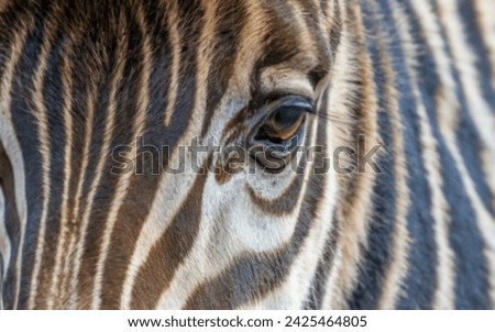 african zebra extreme face closeup of one eye on black background