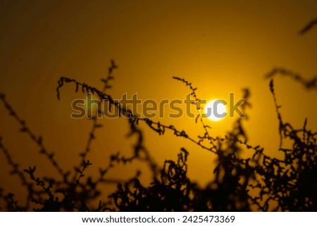 This is a picture of plants with a sun