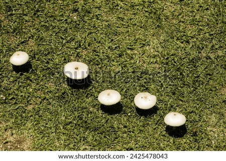 Small cap-shaped mushrooms growing among the grass. Fairy tale house. View from above of mushrooms.