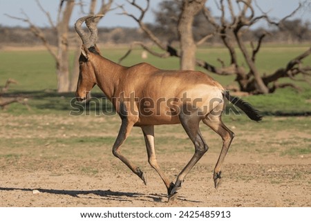 Red hartebeest, Cape hartebeest or Caama - Alcelaphus buselaphus caama running. Photo from Kgalagadi Transfrontier Park in South Africa. Royalty-Free Stock Photo #2425485913