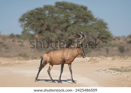 Red hartebeest, Cape hartebeest or Caama - Alcelaphus buselaphus caama crossing the road with green tree in background. Photo from Kgalagadi Transfrontier Park in South Africa. Royalty-Free Stock Photo #2425486509