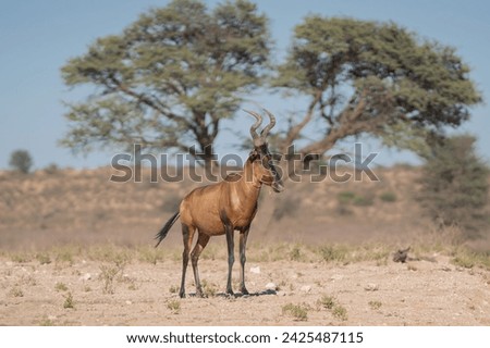 Red hartebeest, Cape hartebeest or Caama - Alcelaphus buselaphus caama with green tree and sky in background. Photo from Kgalagadi Transfrontier Park in South Africa. Royalty-Free Stock Photo #2425487115