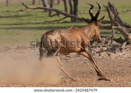 Red hartebeest, Cape hartebeest or Caama - Alcelaphus buselaphus caama running in dust. Photo from Kgalagadi Transfrontier Park in South Africa. Royalty-Free Stock Photo #2425487479