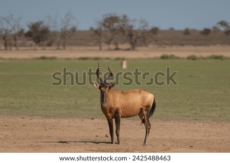 Red hartebeest, Cape hartebeest or Caama - Alcelaphus buselaphus caama on green grass with Botswana South Africa border sloop in background. Photo from Kgalagadi Transfrontier Park in South Africa. Royalty-Free Stock Photo #2425488463