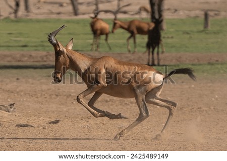 Red hartebeest, Cape hartebeest or Caama - Alcelaphus buselaphus caama running. Photo from Kgalagadi Transfrontier Park in South Africa. Royalty-Free Stock Photo #2425489149