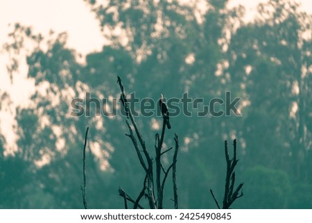 beautiful photograph of vellode bird sanctuary sunset dawn lake mangrove swamp sunrays reflection twilight forest island dead trees autumn season perch india backwaters empty negative space ecotourism