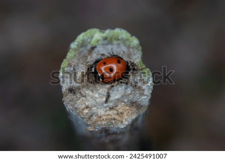 little ladybug hidden in a hollow hole in a tree in a deciduous and coniferous forest, insect nature