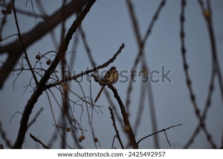 A Collection of Asian birds in the nature. Variation of Native and exotic birds  Royalty-Free Stock Photo #2425492957
