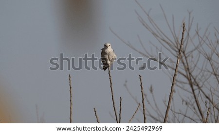 A Collection of Asian birds in the nature. Variation of Native and exotic birds  Royalty-Free Stock Photo #2425492969