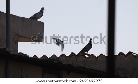 A Collection of Asian birds in the nature. Variation of Native and exotic birds  Royalty-Free Stock Photo #2425492973